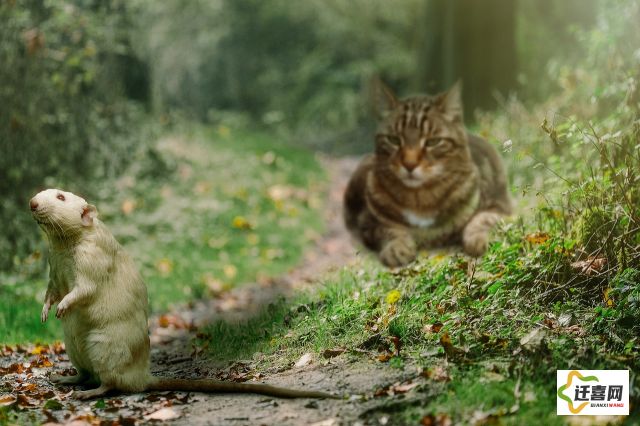 (猫和老鼠手游官方网站)猫和老鼠手游：体验掌上的经典追逐，让你重回童年的快乐时光